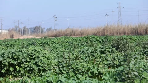 Exploring vast green potato fields in rural countryside in Karbala, Iraq Stock Footage 302954168