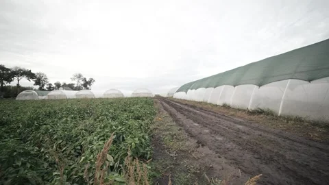 Exploring a vast greenhouse field showcasing various crops on a cloudy day Stock Footage 289477541
