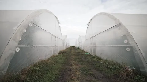 Exploring a vast greenhouse path lined with clear plastic structures Stock Footage 289477581