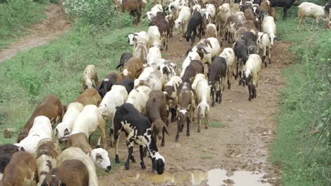 Exploring the Vastness of a Herd in the Wild - A Journey into the Heart of Stock Footage 320925213