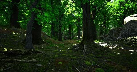 Exploring a verdant forest pathway surrounded by lush greenery and trees Stock Illustration