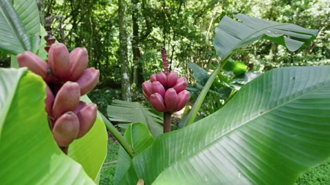 Exploring vibrant banana tree plantation leaves during sunny daylight hours Stock Footage 321422277