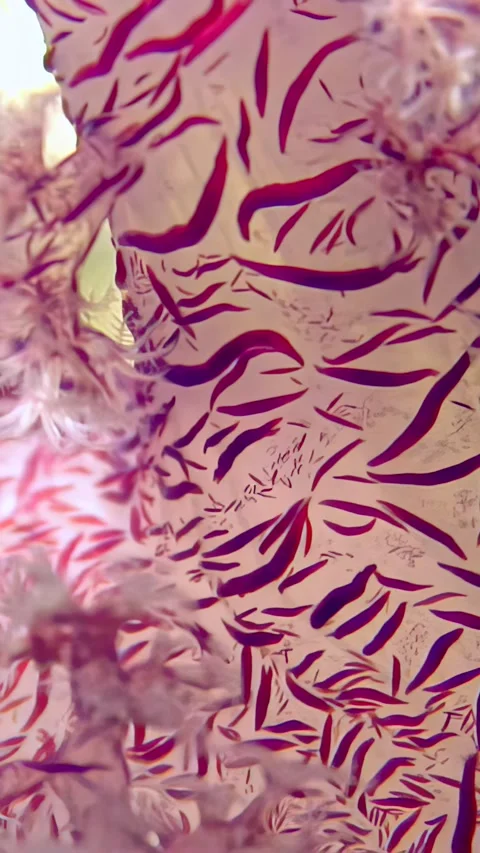 Exploring the vibrant beauty of red tree soft corals in the Red Sea Video stock 311369254