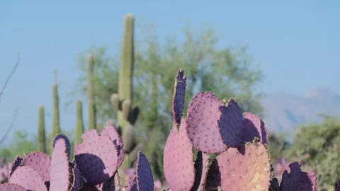 Exploring the vibrant cactus desert and its unique green flora beauty Stock-Footage 312666624