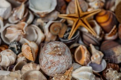 Exploring a vibrant collection of diverse seashells and starfish on a sandy.. Stockfoto's