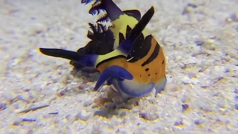 Exploring vibrant colors of nudibranch gliding over sandy seabed in Red Sea Video stock 298364713