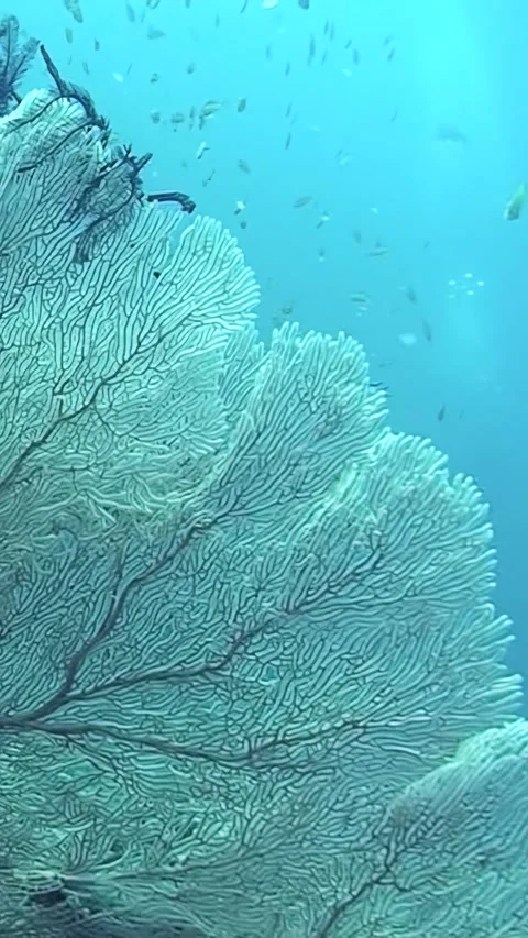 Exploring vibrant coral formations beneath the crystal-clear ocean waters Video stock 289391645