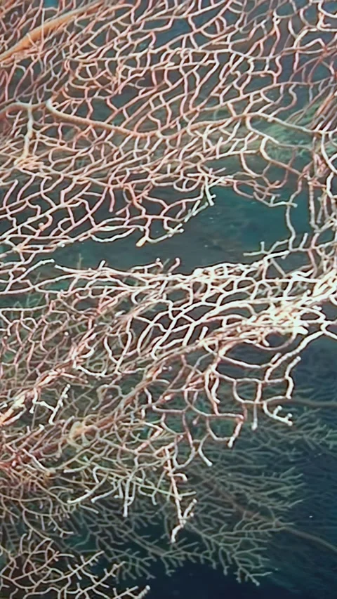 Exploring the vibrant coral formations thriving on the ocean floor Stock Footage 289675328
