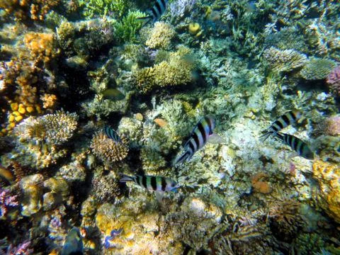 Exploring the Vibrant Coral Reef and Marine Life in the Red Sea at Hurghada.. Stock Photos