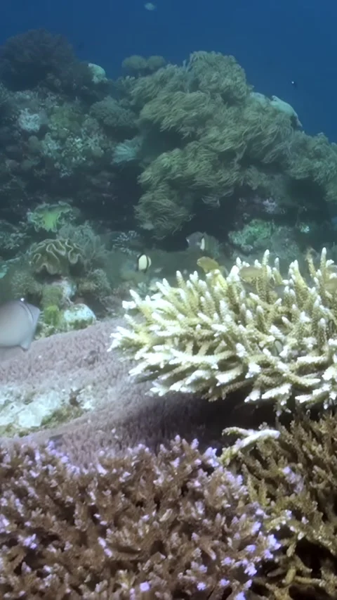 Exploring the Vibrant Coral Reef Ecosystem in the Afternoon Sunlight Video stock 321410081
