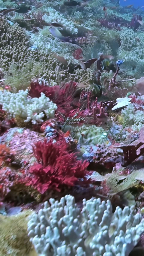 Exploring a Vibrant Coral Reef Ecosystem at Daytime in Raja Ampat Stock Footage 321410524