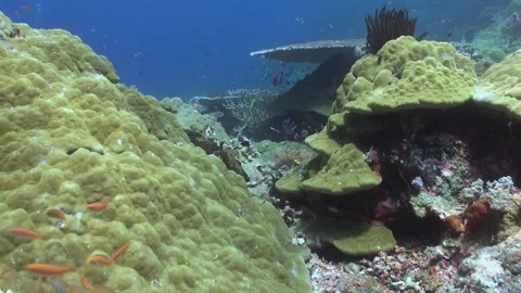 Exploring Vibrant Coral Reef Ecosystem in Raja Ampat, Indonesia Stock Footage 327098356
