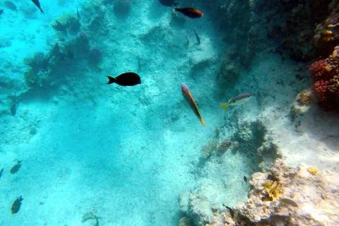 Exploring the Vibrant Coral Reef Ecosystem in Hurghada, Red Sea Teeming Wit.. Stock Photos