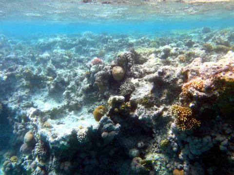 Exploring the Vibrant Coral Reef Ecosystem of the Red Sea Near Hurghada in .. Stock Photos