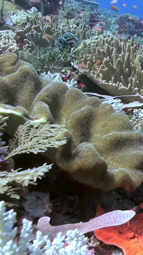 Exploring Vibrant Coral Reef Ecosystems at Midday Near Great Barrier Reef Stock-Footage 321410529