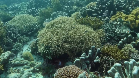 Exploring Vibrant Coral Reef Ecosystems in a Tropical Underwater Paradise Video stock 344609154