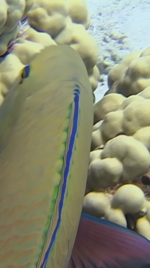 Exploring a vibrant coral reef with a parrot fish foraging for food Stock Footage 310468759