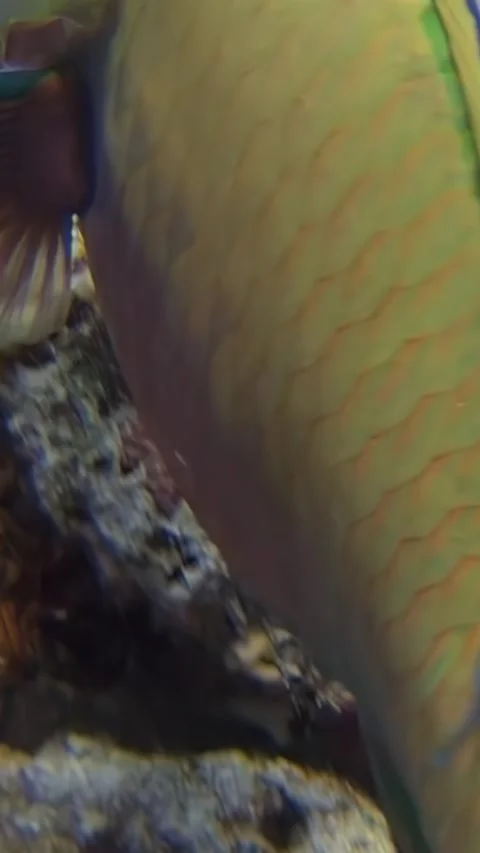 Exploring the vibrant coral reef as parrot fish searches for a meal Video stock 310468816
