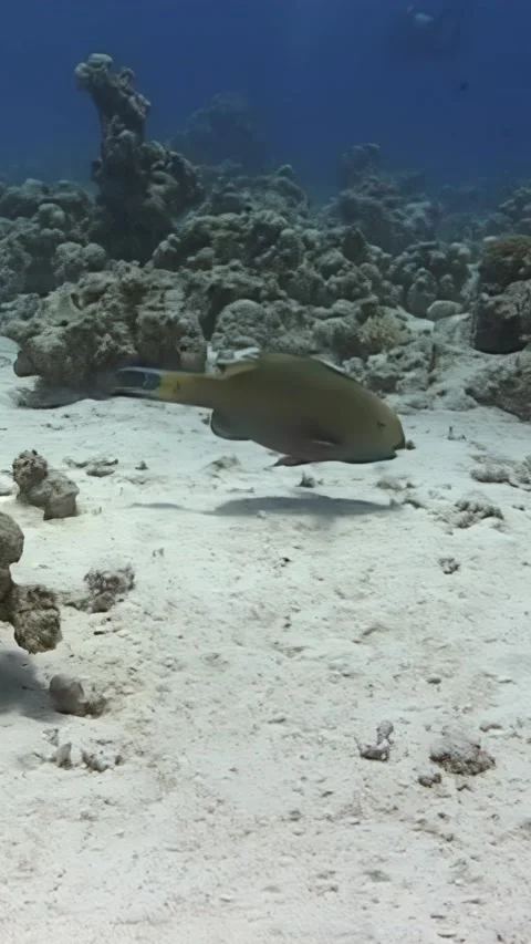 Exploring the vibrant coral reef with a parrot fish feast in the Red Sea Stock Footage 311377640