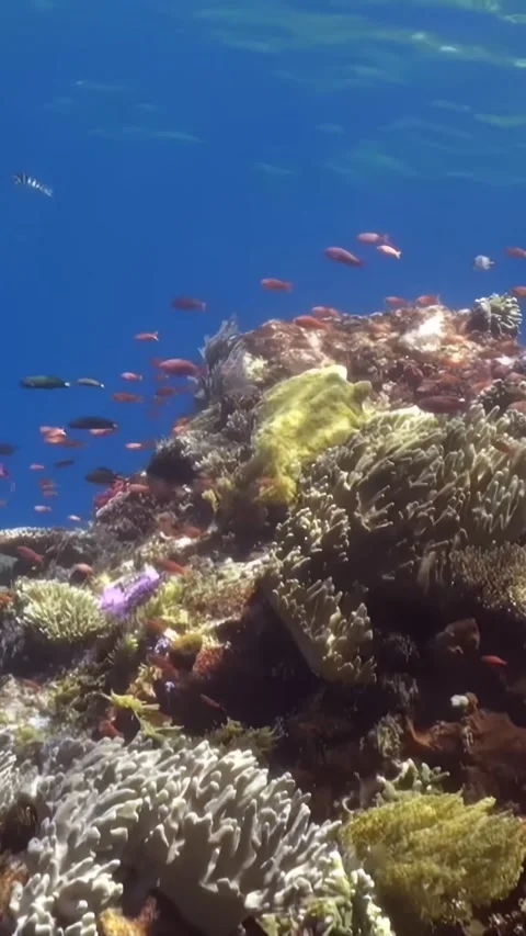 Exploring A Vibrant Coral Reef With Schooling Fish At Daytime Stock Footage 321409987