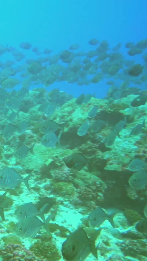 Exploring vibrant coral reefs and schools of fish in slow motion underwater Stock Footage 299549192