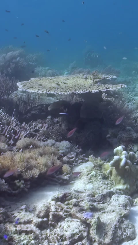 Exploring Vibrant Coral Reefs and Marine Life Near Indonesia Stock Footage 321410587