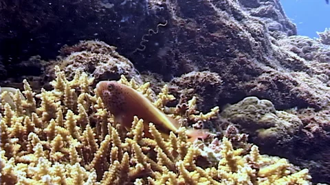 Exploring Vibrant Coral Reefs off the Coast of Papua New Guinea Stock Footage 344786826