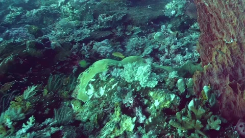 Exploring Vibrant Coral Reefs in the Deep Blue Sea Stock-Footage 344617331