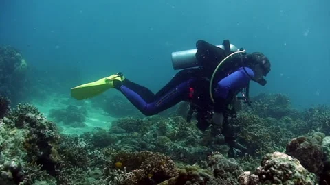 Exploring Vibrant Coral Reefs, a Diver's Paradise in Warm Waters 库存影片 321061952
