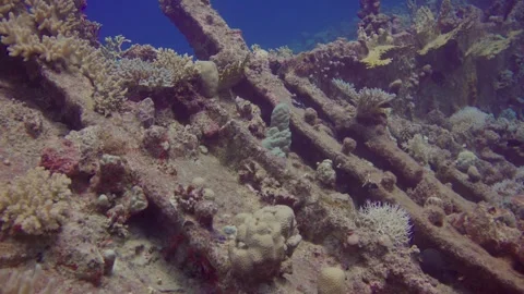 Exploring vibrant coral reefs with diverse fish life in the shipwreck Stock Footage 319282295
