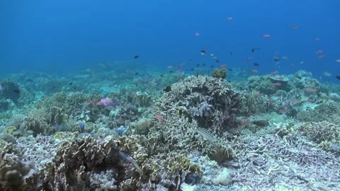 Exploring Vibrant Coral Reefs With Diverse Fish at Dawn in the Ocean Stock Footage 326702350