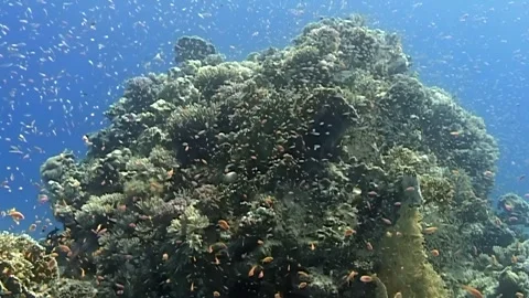 Exploring vibrant coral reefs filled with diverse marine life Stock Footage 320385236