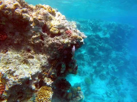 Exploring the Vibrant Coral Reefs of Hurghada, Red Sea, Showcasing Tropical.. Stock Photos