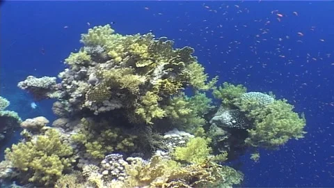 Exploring Vibrant Coral Reefs of the Red Sea Stock Footage 300249767