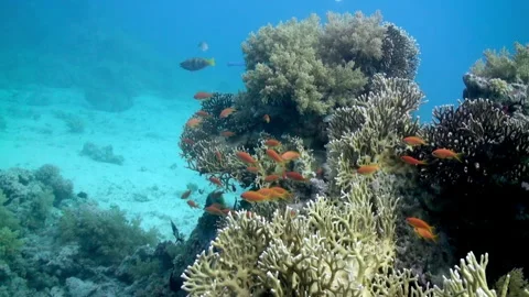 Exploring the vibrant coral reefs of the Red Sea underwater Stock Footage 312007114
