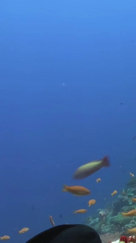 Exploring vibrant coral reefs teeming with diverse fish life in clear waters Stock Footage 298858888