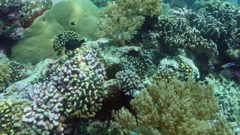 Exploring Vibrant Coral Reefs Teeming With Marine Life Video stock 344609559