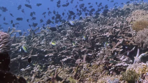 Exploring Vibrant Coral Reefs Teeming With Diverse Marine Life 스톡 동영상 344616873