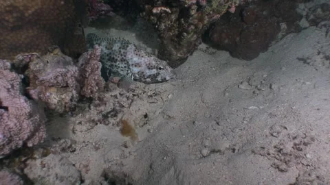 Exploring vibrant coral reefs while discovering hidden marine life at sunrise Stock Footage 289390463