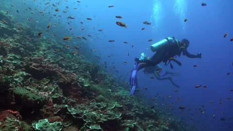 Exploring vibrant coral reefs while diving in crystal-clear waters 스톡 동영상 297898006