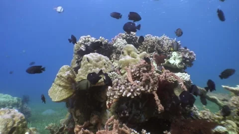 Exploring Vibrant Corals and Fish of Anilao, Philippines Stock Footage 321410894