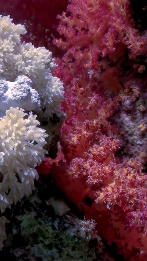 Exploring Vibrant Corals in the Depths of the Pacific Ocean Stock Footage 321018285