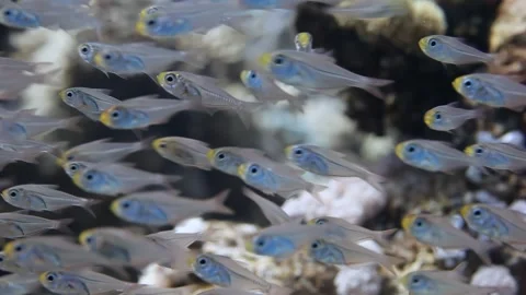 Exploring the vibrant dance of glass fish on a breathtaking coral reef 스톡 동영상 298933831