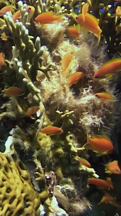 Exploring the vibrant ecosystem of coral fish in the Red Sea Video stock 299179463