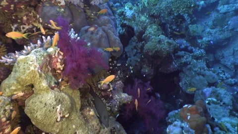 Exploring the vibrant fish life in the stunning Red Sea coral reefs Stock Footage 289390482