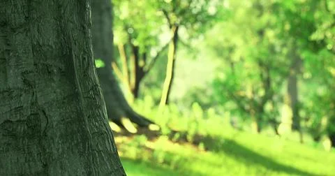 Exploring a vibrant forest with lush greenery and tree trunks in focus Stock Illustration