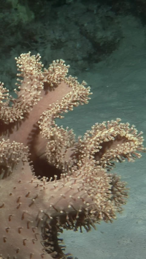 Exploring Vibrant Green Toadstool Coral Beneath the Red Sea Waves Stock Footage 284266350