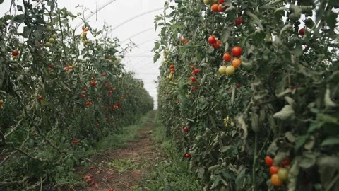 Exploring a vibrant greenhouse filled with thriving tomato plants in full bloom Stock Footage 289477351