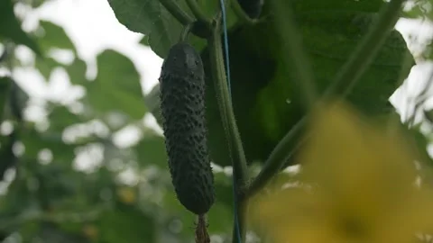 Exploring a vibrant greenhouse where cucumbers grow abundantly 스톡 동영상 289477793