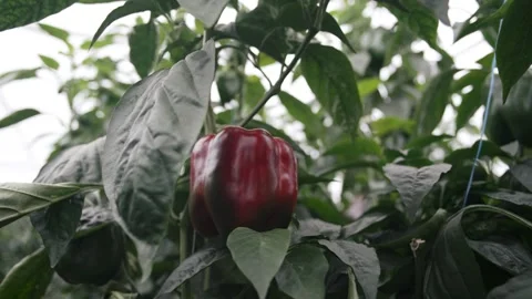 Exploring the vibrant growth of red bell peppers Video stock 289478453